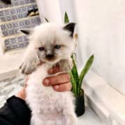 RAGDOLL