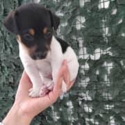 3 femelles jack Russell terrier