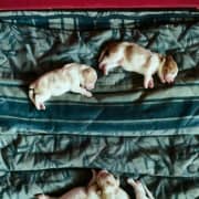 Chiots Épagneul Breton / Brittany Spaniel Puppies