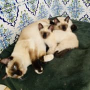 Chat seamois