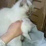Couple persan chinchilla