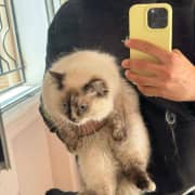 Chatte mignonne