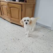 3 adorables chiots Bichon Maltais