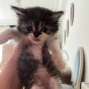 CHATON FEMELLE DE 2 MOIS PERSAN PEAKY FACE