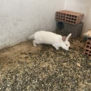 أرانب في صحة ذكور و إناث للبيع