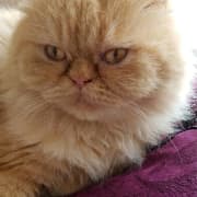 chat persan
