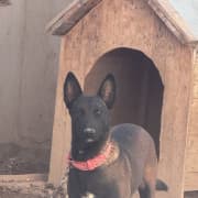 Chien bien dressé
