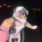 Chiots chihuahuas 