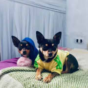 Chiots Chihuahuas 