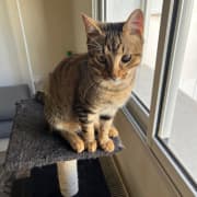 Adorable chaton tigré à adopter