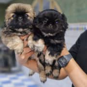 Pekinois