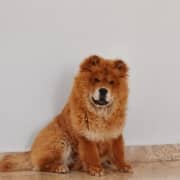 Chiot Puppy puppy Chow Chow