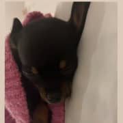 chiot chihuahua