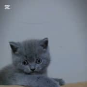 British shorthair ourson 