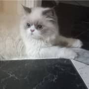Chatons mâles ragdoll 