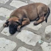 Malinois pure race
