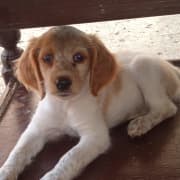 Femelle Épagneul Breton cherche encore sa famille ❤️
