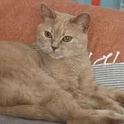 À adopter – Adorable chatte de 3 ans