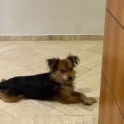 Pomeranien Spitz allemand 