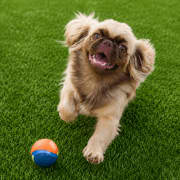 Chien Pekinois mâle 8 mois à vendre