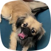 Une chienne pékinois à vendre 