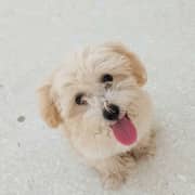 Caniche bichon avec son equipement (cage,sac kanguro,...)
