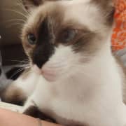 🤍 Female: Type Snowshoe / Siamois croisée – yeux bleus