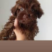 Bichon a vendre 
