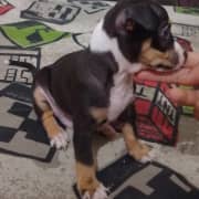 Chiot chihuahua 