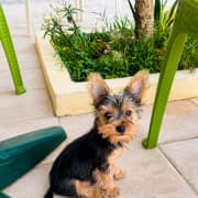 Chiot Yorkshire mini