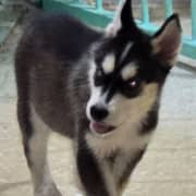 deux chiots husky