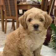 Chiots Caniche Bichon