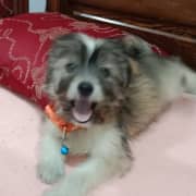 Chiot a vendre