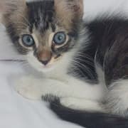Donne chaton adorable