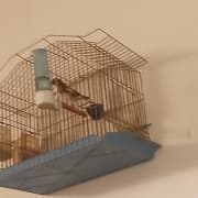 Oiseaux volierre 