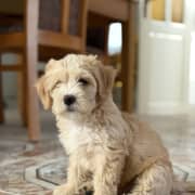 Chiot Caniche Bichon à vendre