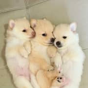 Spitz Pomeranian 