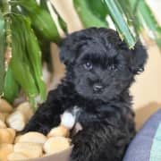 Bichon mâle vacciné