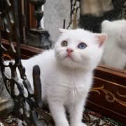 Scottish double fold odded eyes