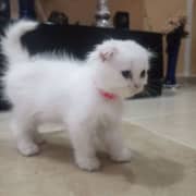 Scottish fold long hair