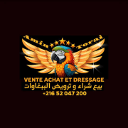Dressage vente et achat des perroquets 