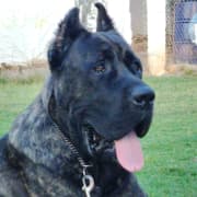 Chien cane corso