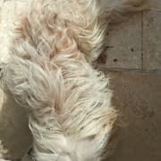 🐶 À VENDRE – Bichon Maltais

📍 Lieu : Ben Arous

Je propose à la vente un joli chien de race Bichon Maltais, âgé de 2 ans.
