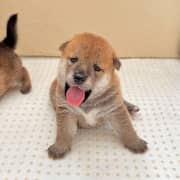 Chiots Shiba Inu Pure Race – Parents Importés de Russie avec Pedigree  
