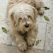 Chien bichon maltais 