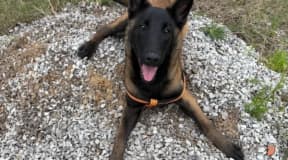 Chiot Malinois pure race – 5 mois – vacciné et suivi  vétérinairement