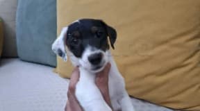 chiots jack russel