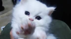 À VENDRE CHATONS PERSAN