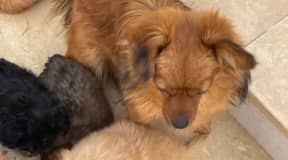 chien 3 mois mini taille