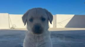 Golden Labrador retriever